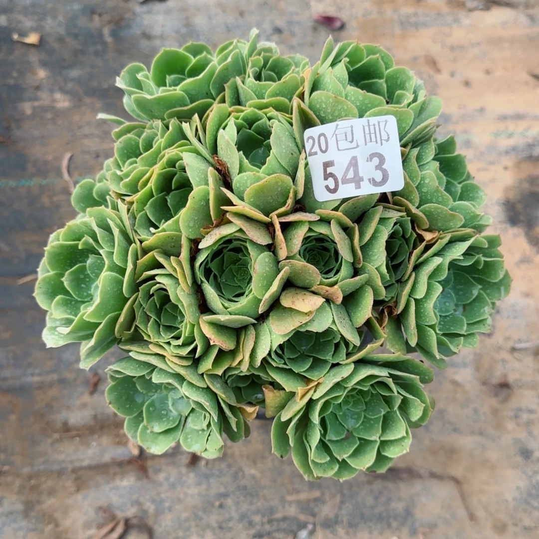 绿羊绒543满20包邮断枝不包