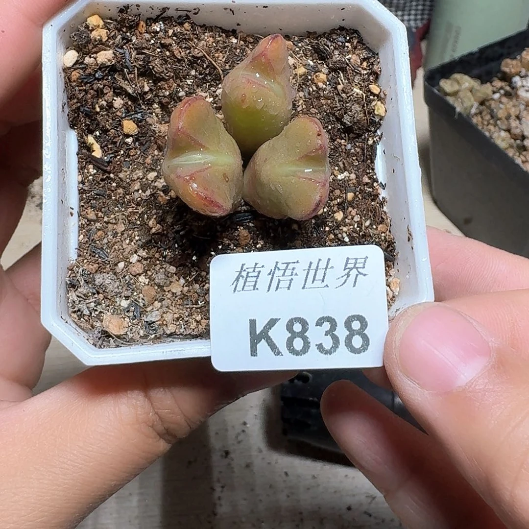 838号多肉植物哇f v