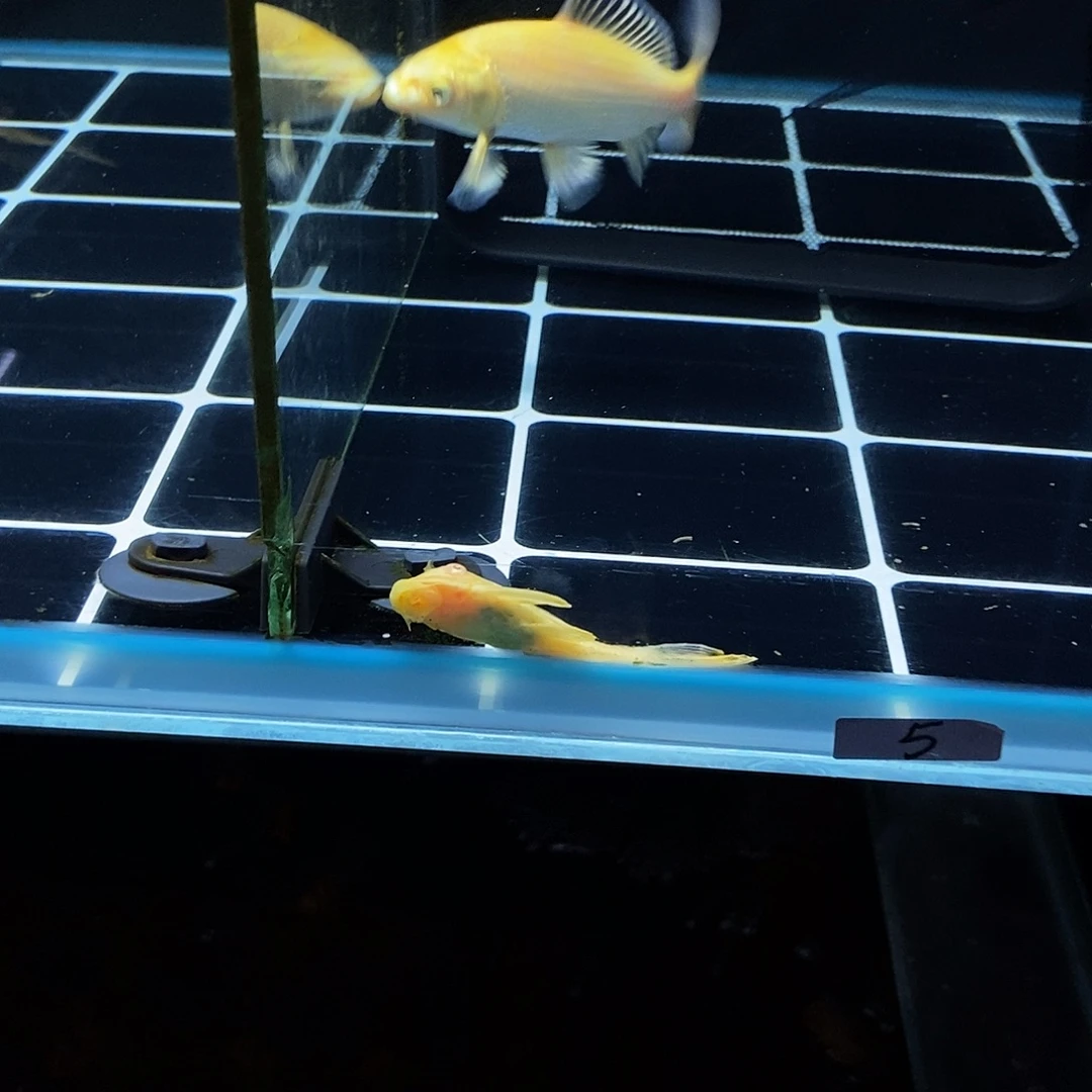 龍***族蝴蝶鲤鱼5号黄金色蝴蝶鲤一条