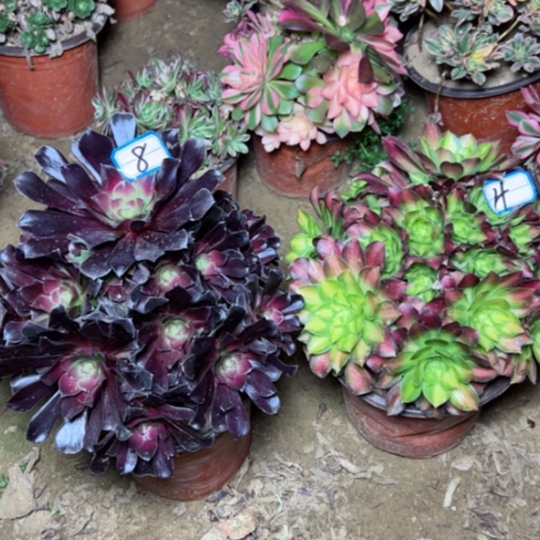 【闪购商品】多肉植物不售后4