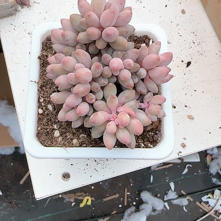 青蛙王子儿童牙膏111