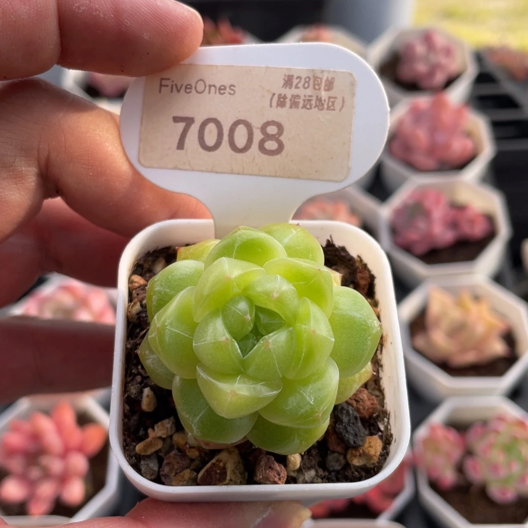 魔力7008-4.0厘米