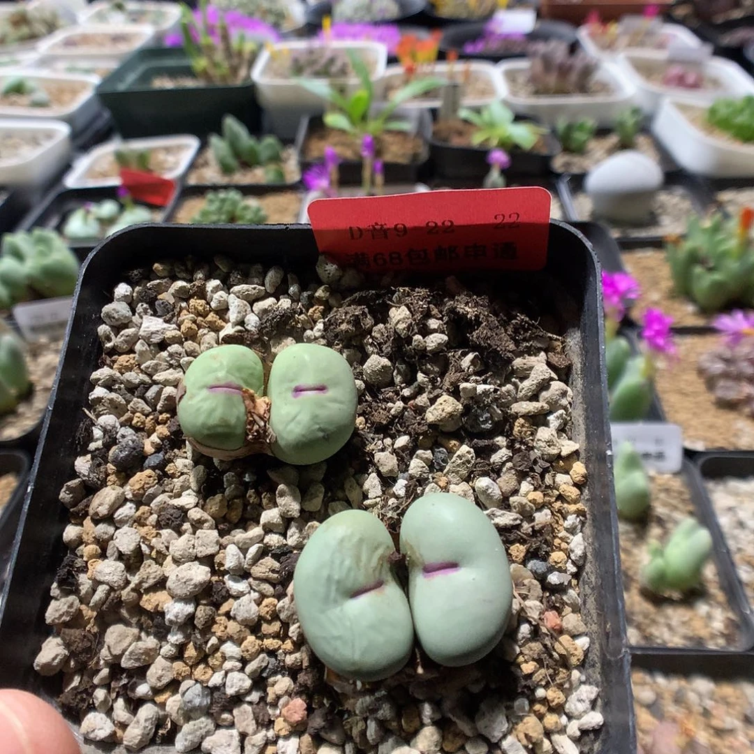 9-22-22 福利红嘴1盆