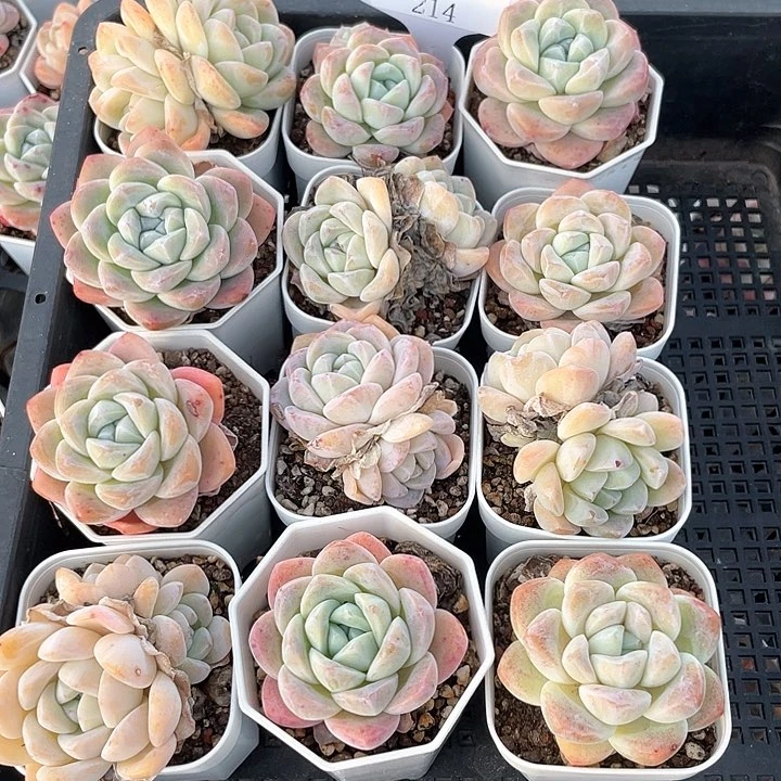 薇薇安园艺多肉214
