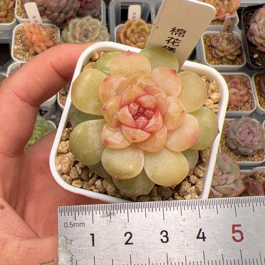 c**?763 多肉植物组合盆栽