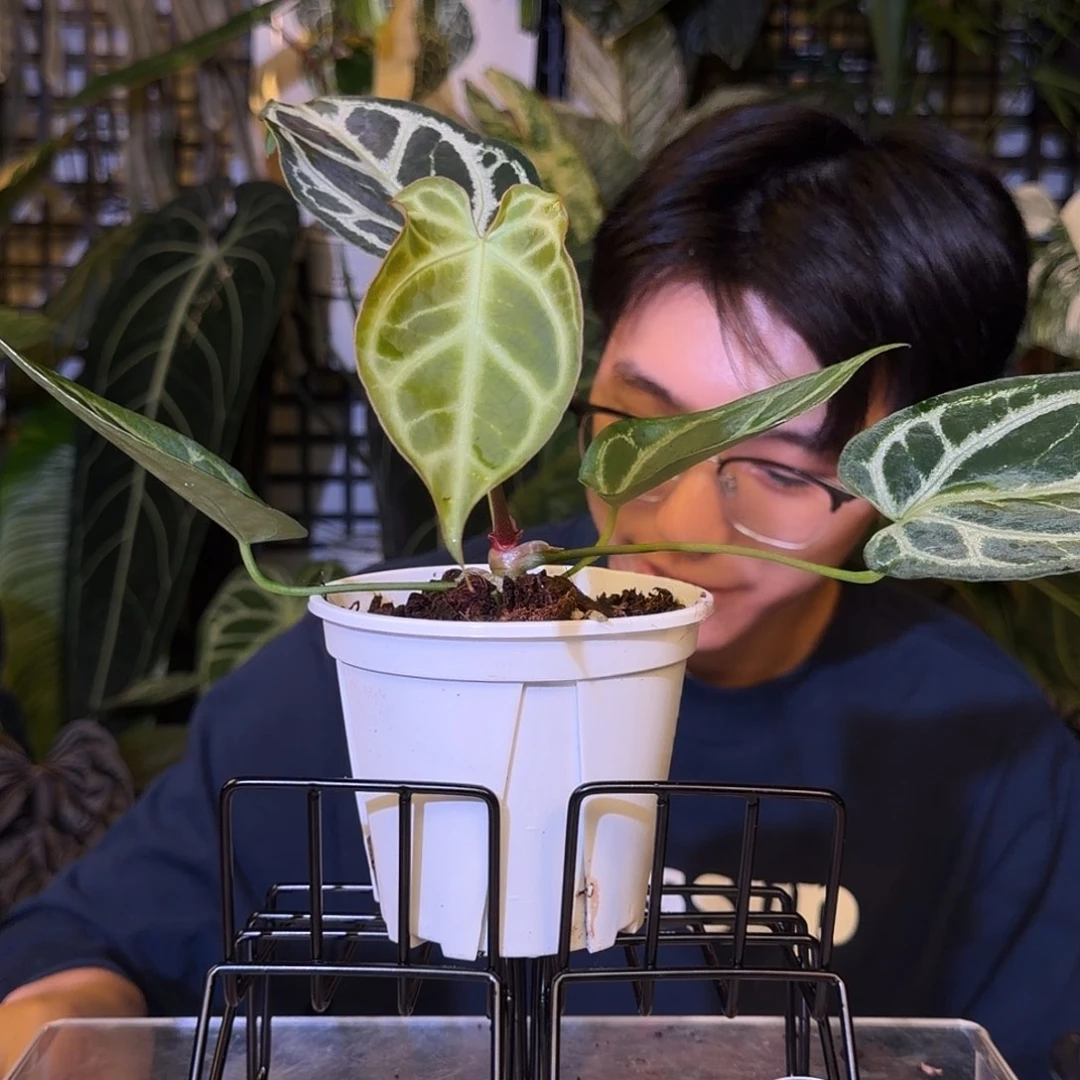 完全开放H84米娜杂ftg