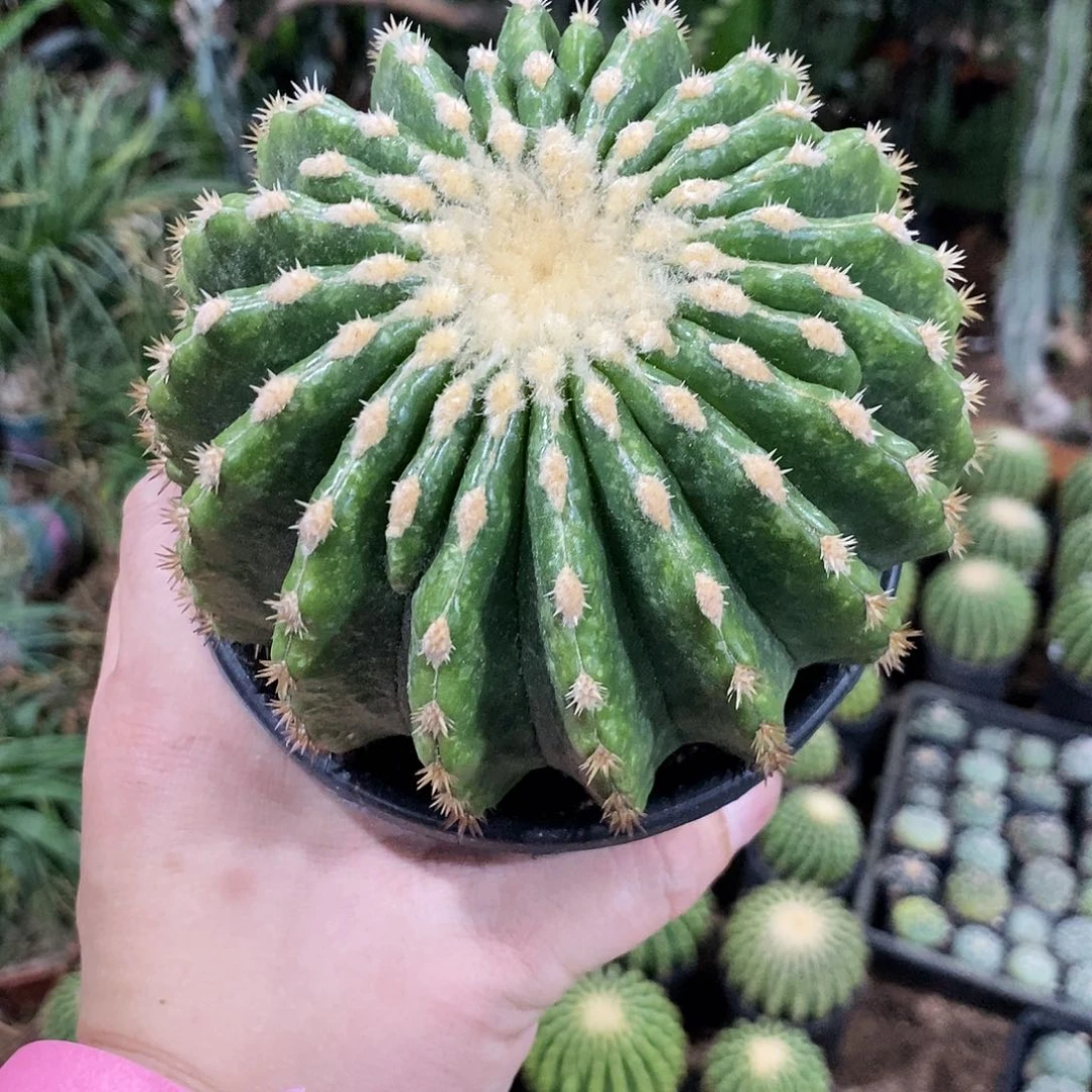 无花朵骑****街00000000000000000