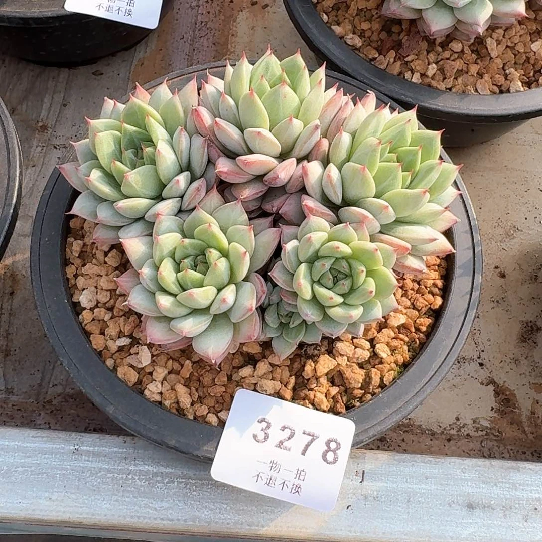 郑**亿3278号蓝鸟香槟多肉