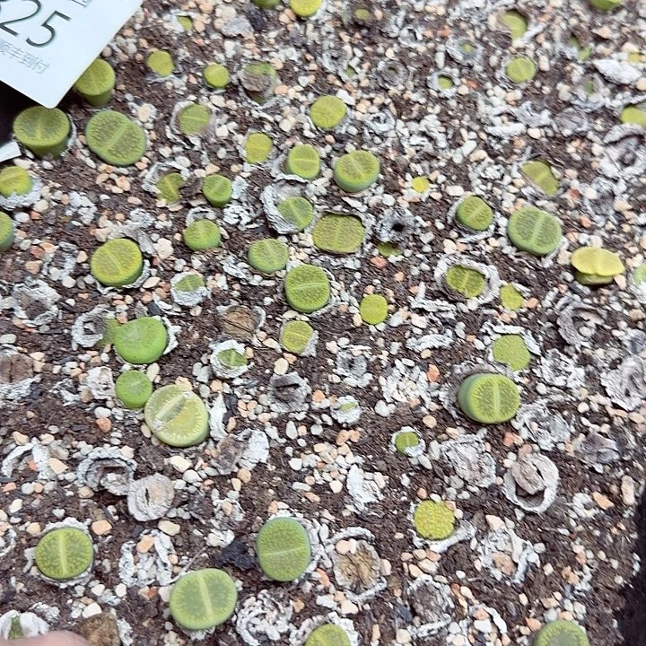 哈哈笑不出话就笑道没825