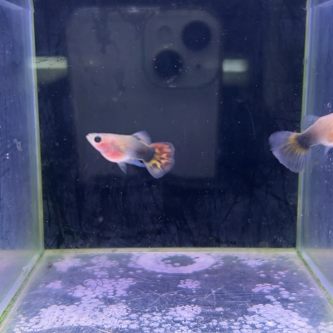 马***️孔雀鱼小蜜蜂玻璃猫球体1对