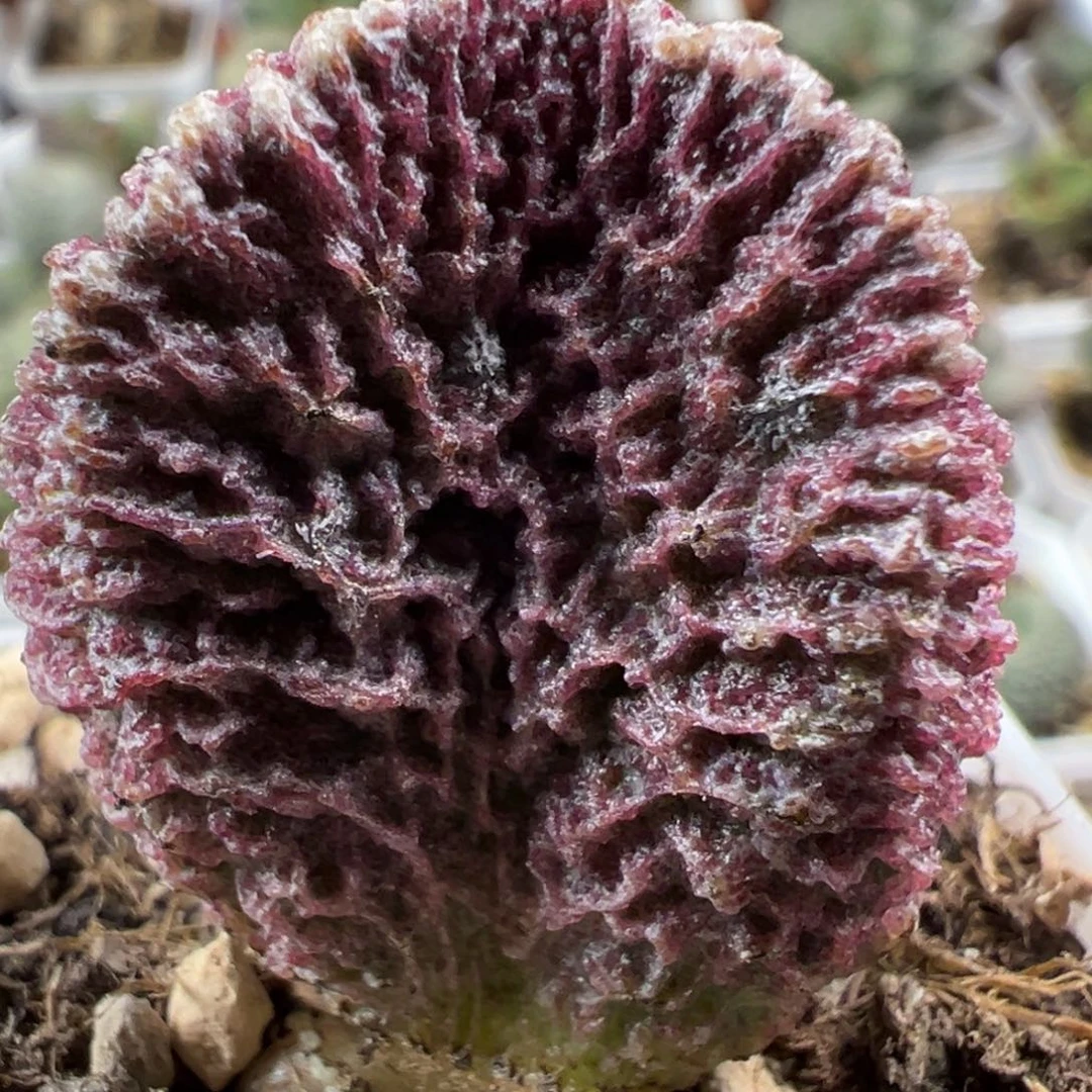 岩层石窟实生新品大苗