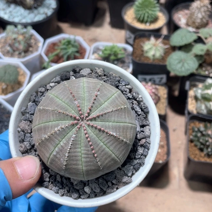 239实生大欧布仙人球