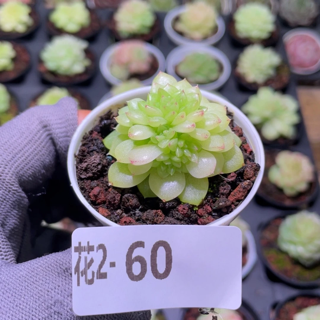 花利美  2-60麦秆