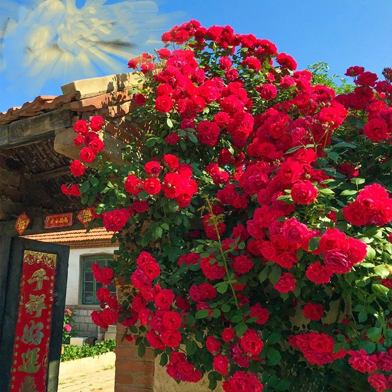 《顺丰包邮》四季红木香庭院阳台花苗爬藤植物四季开花无刺月季花