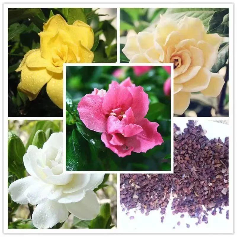 四季种植栀子花种子重瓣大小叶浓香绿植四季种植盆栽花卉蔬菜种子