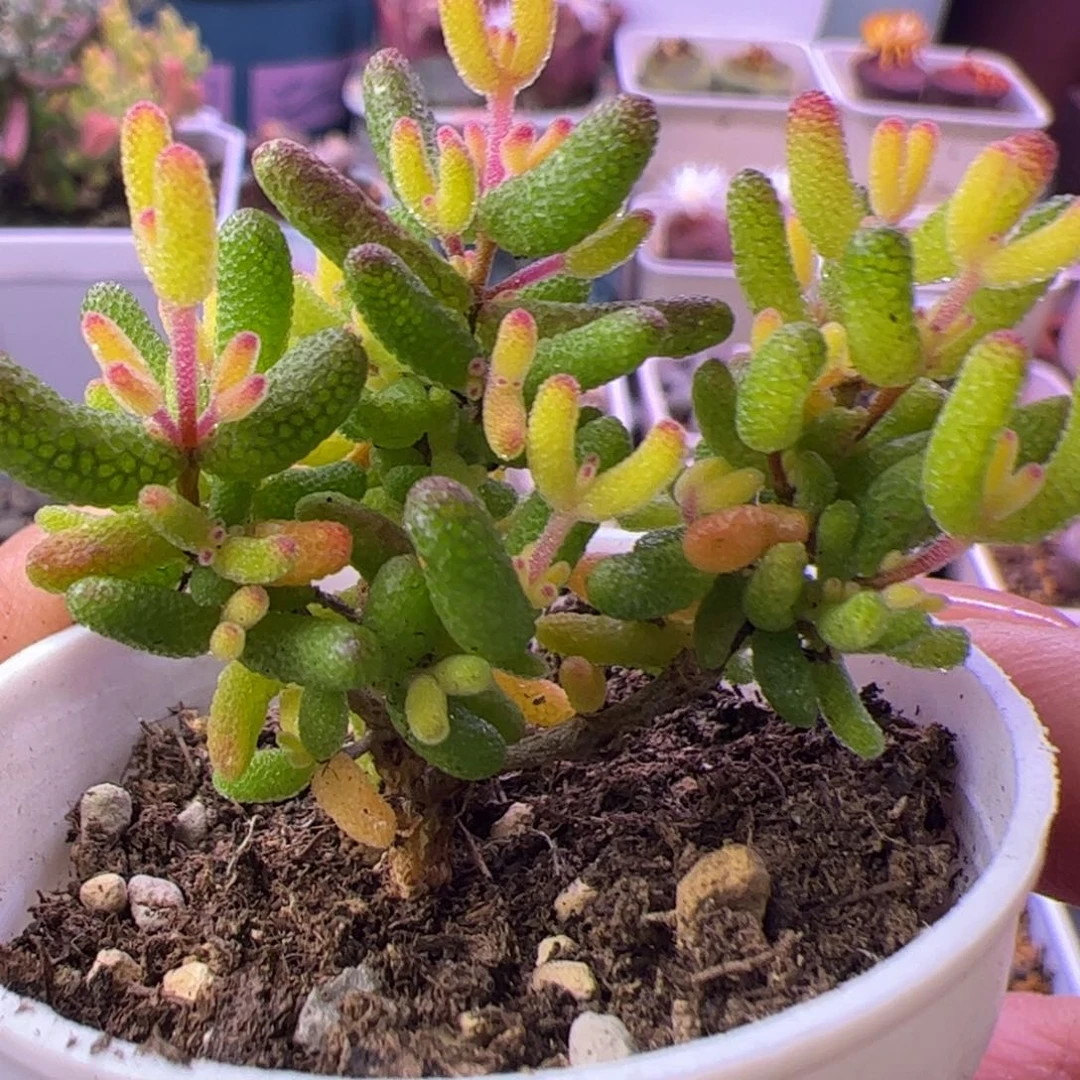 多肉植物枝干假飞机猪