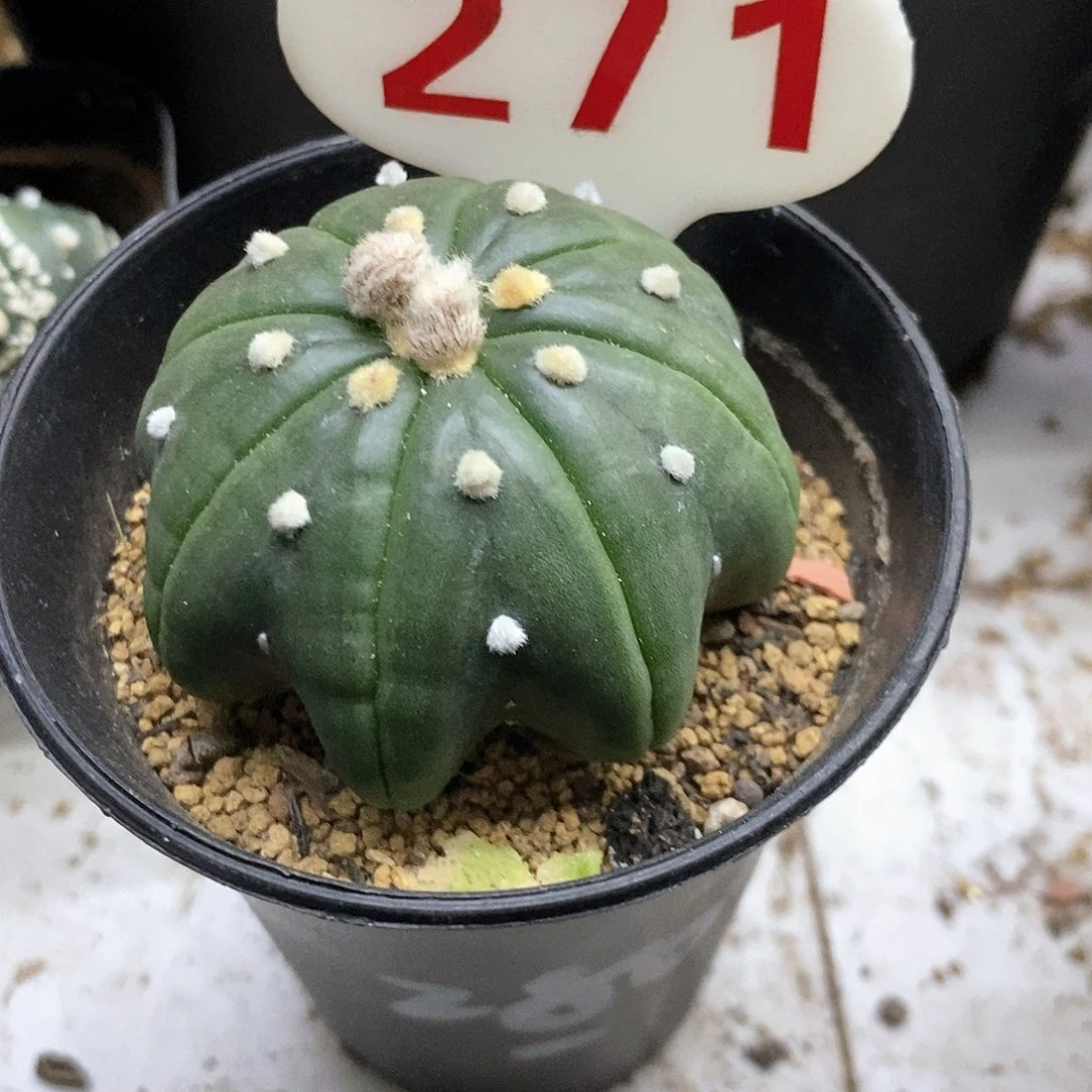 秋***叶271福利特价来了特价来了