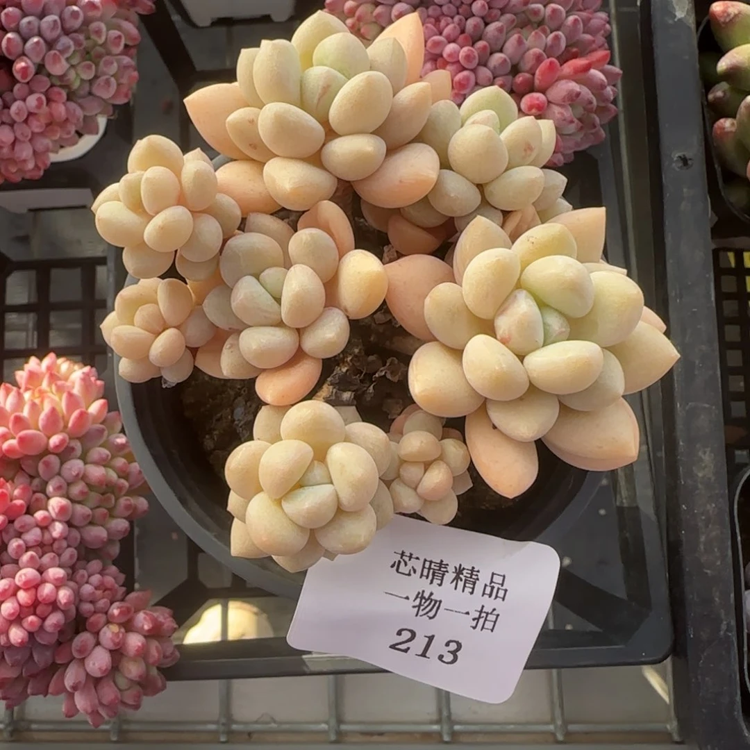 闪购精品多肉213号泡泡糖高老庄