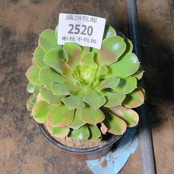 ꧁***꧂2520香妃多肉植物保护