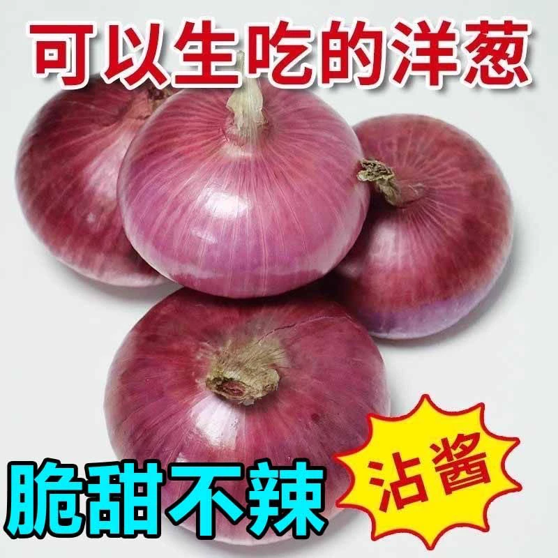 可以吃的洋葱紫皮洋葱水果洋葱价格有优势