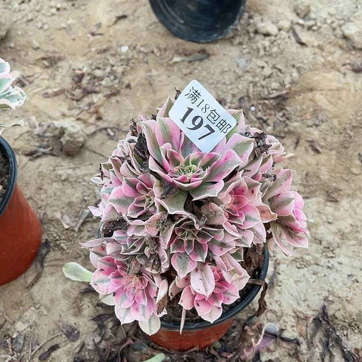 197粉女巫手捧1号