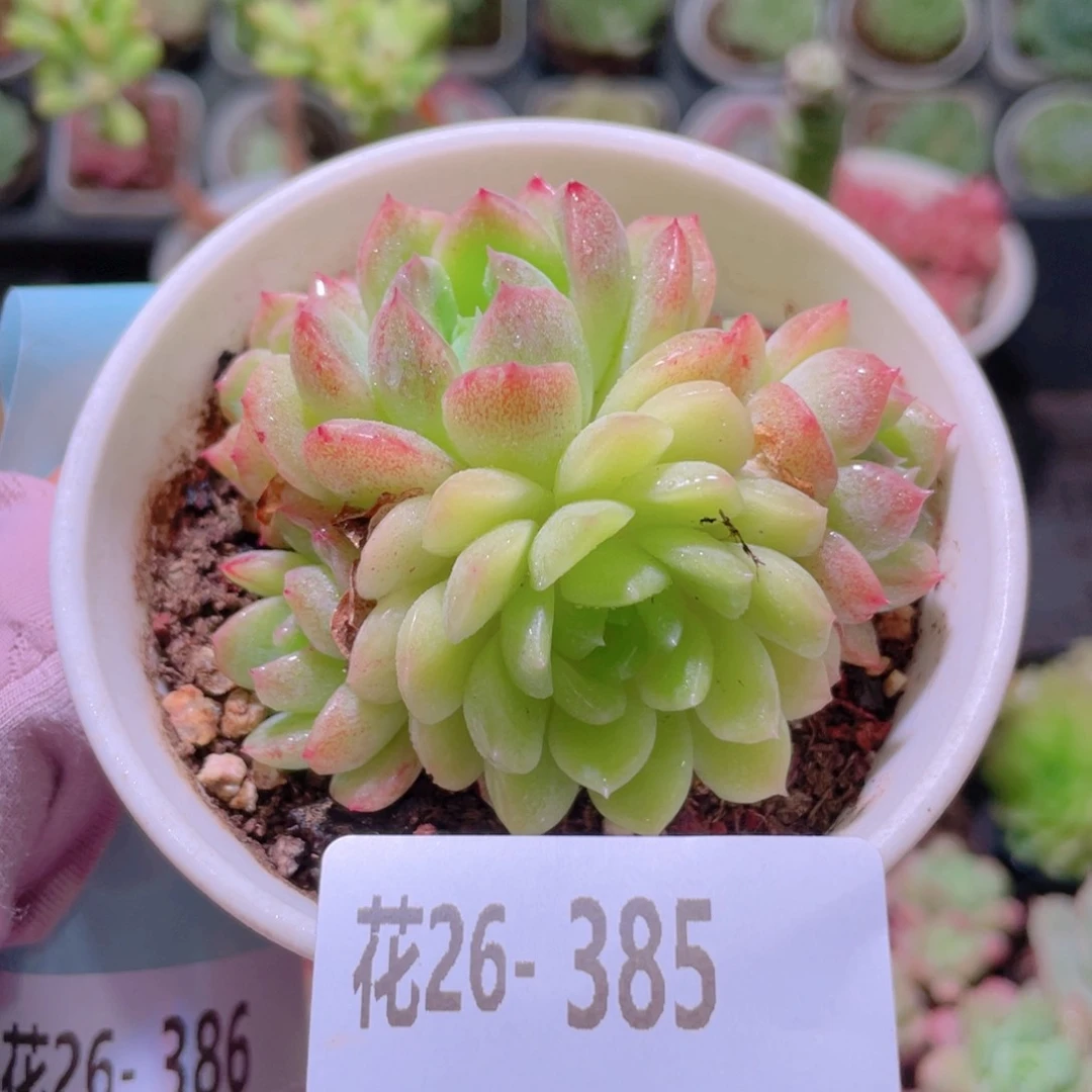花利美26-385新品锦