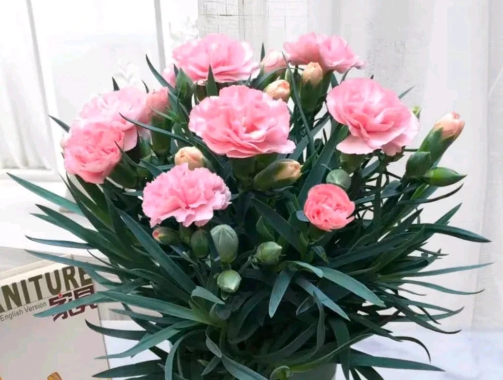 康乃馨《少女粉》《带花苞发货》花苞满满 色泽水润…