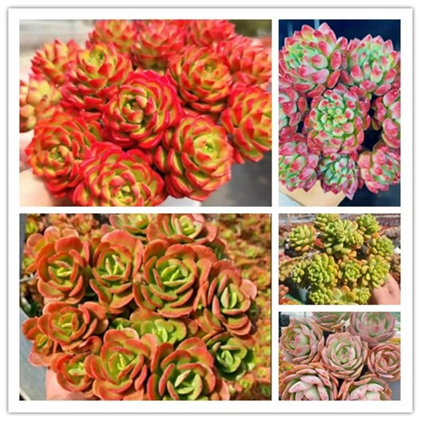 X蒂亚+红梅 组合 云南基地直发 多肉绿植 带盆带土