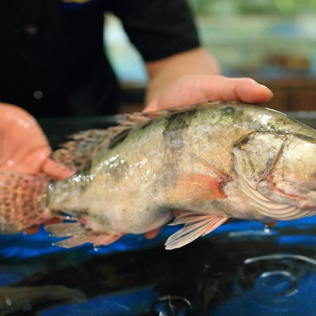 桂鱼（900g左右）默认宰杀好
