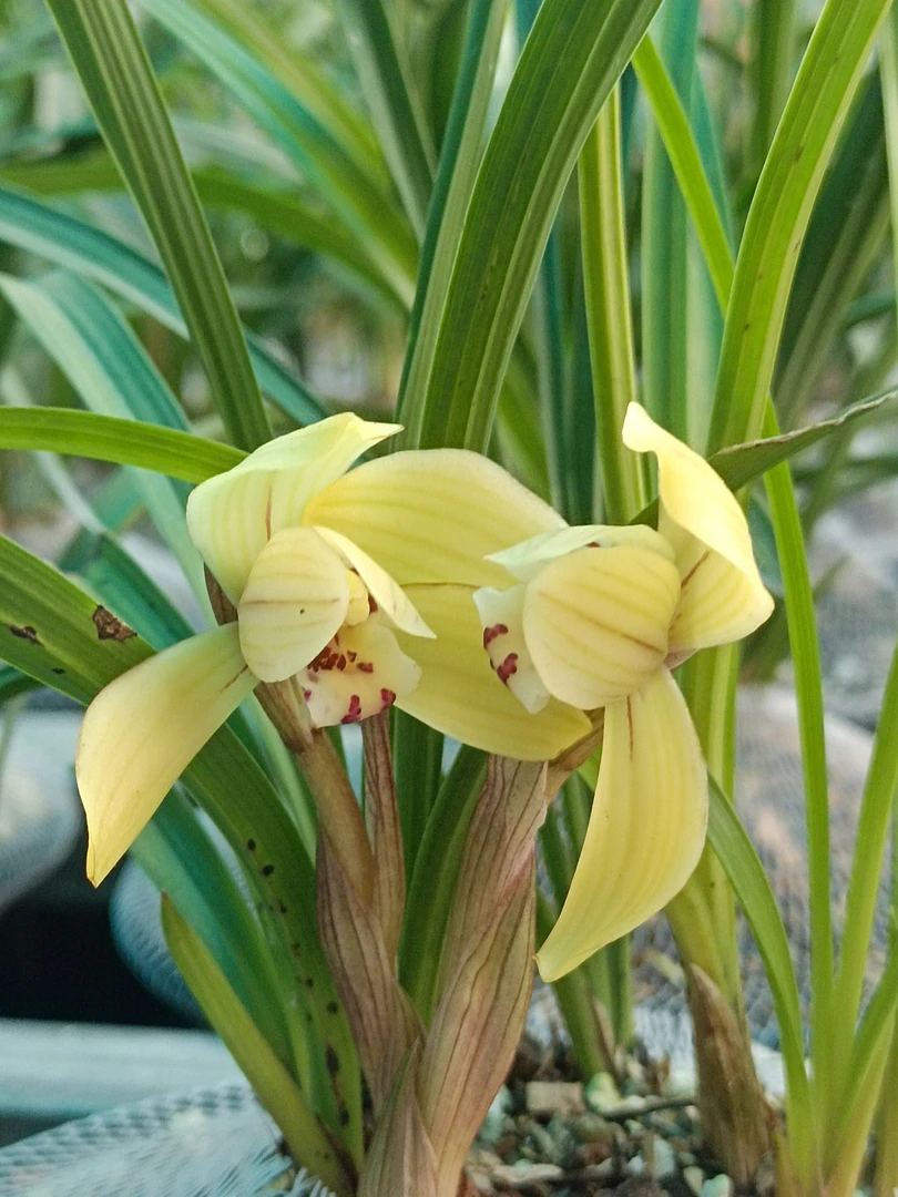 金船山三哥兰花一物一拍专用链接。