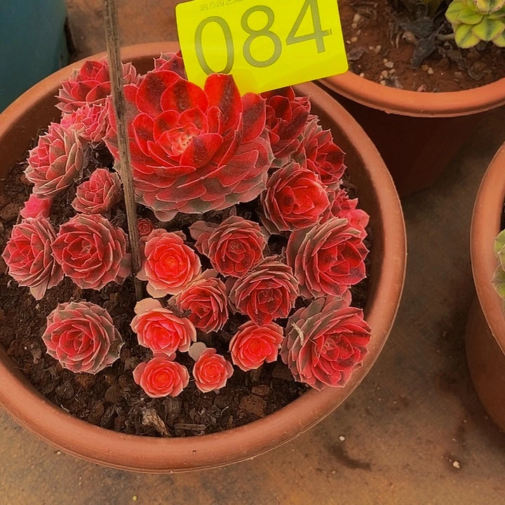 发***美0084多肉植物倾城