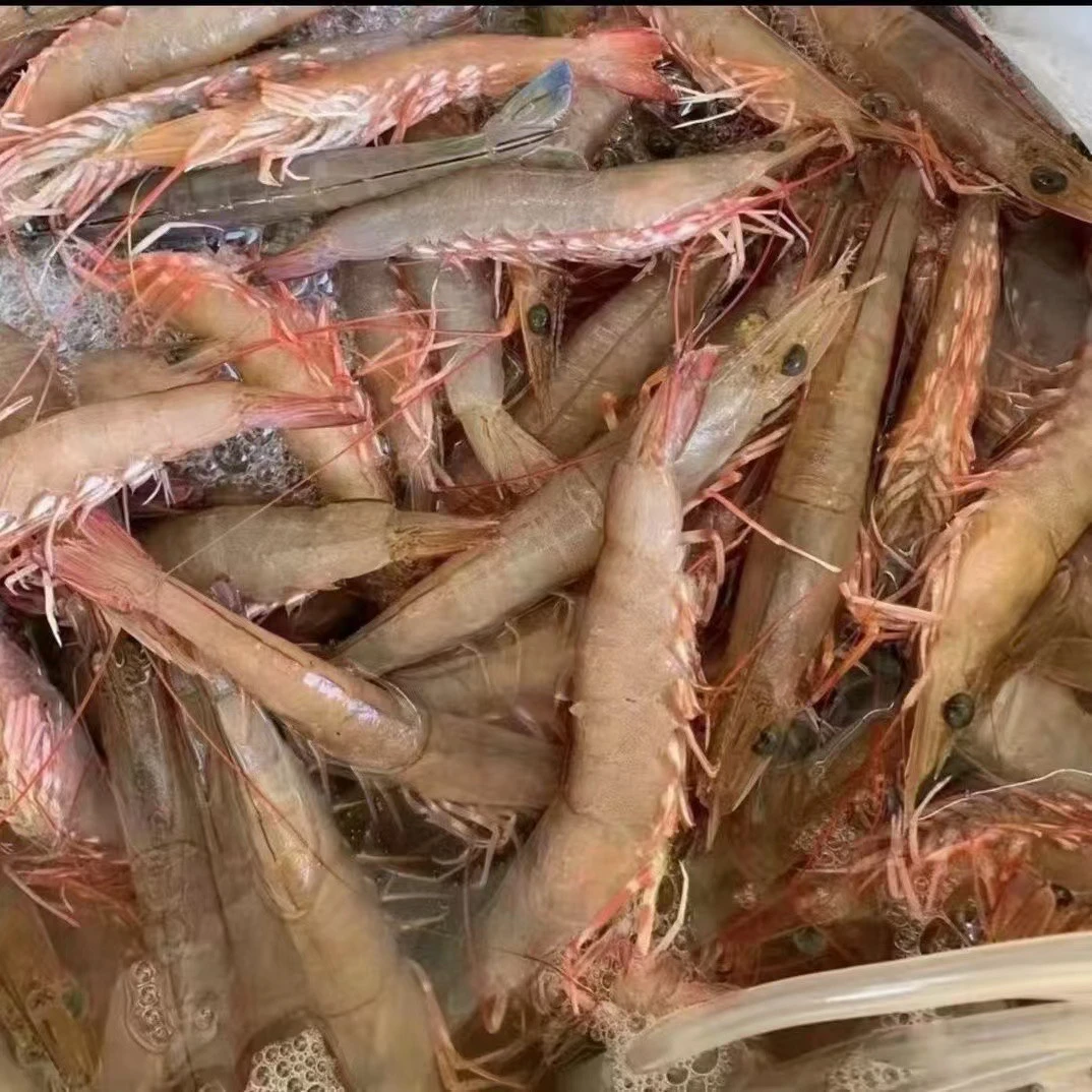 北部湾海域   5斤纯野生中大麻虾 沙卢虾 顺丰包邮