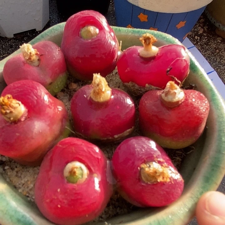 单头大红母本一颗   1.8厘米