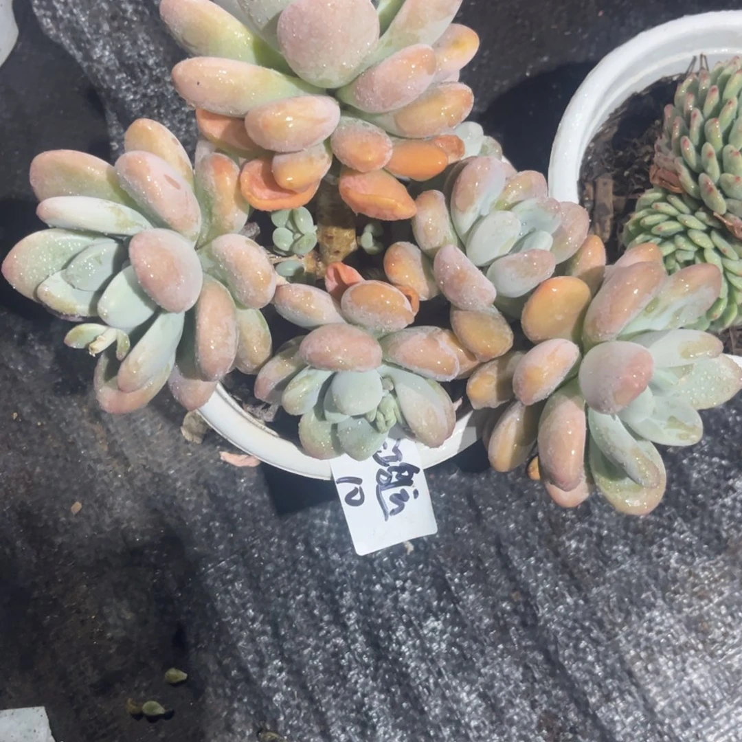 鸿*、洛神多肉植物一物一拍