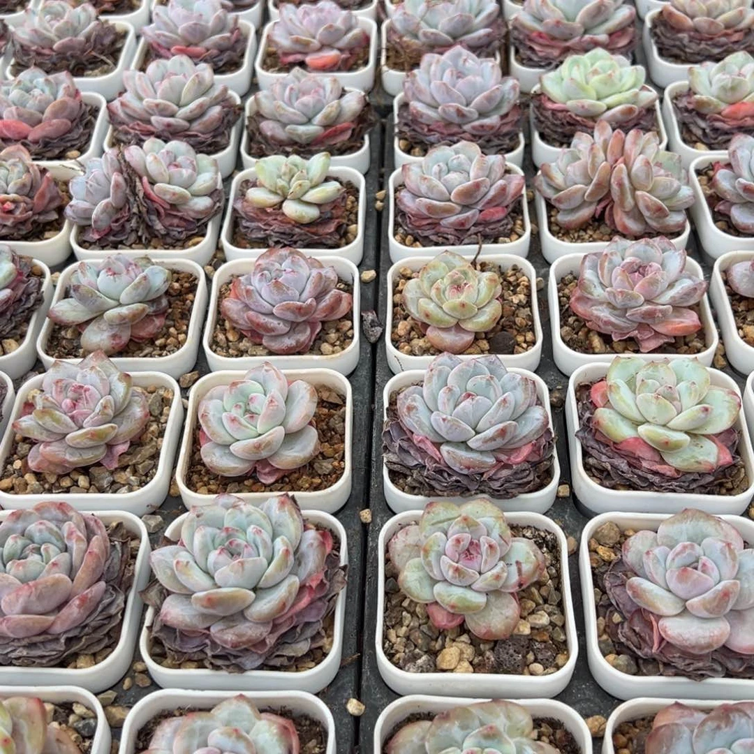 八个单头任意组合