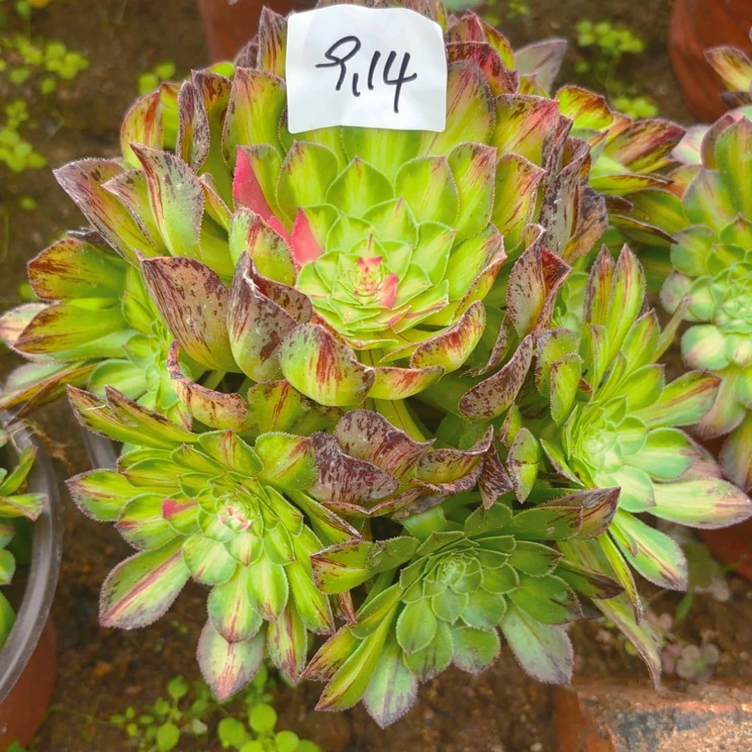 知否多肉多肉植物9.14号