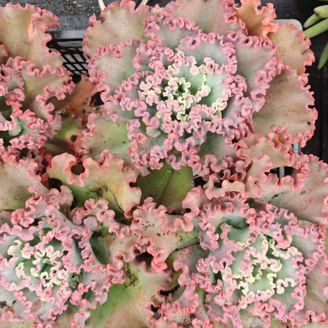 女王花笠 金金精品多肉植物