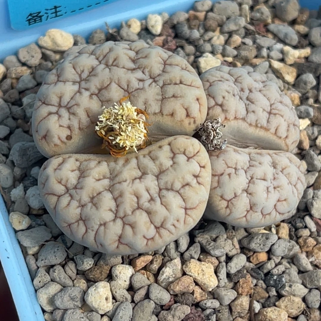 7153双头凹凸铁189一颗