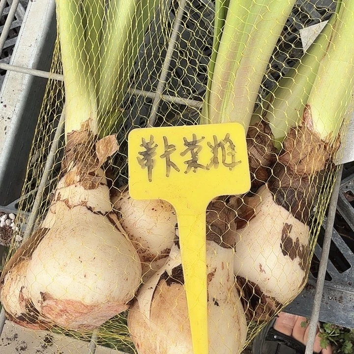 蒂卡荣耀样品球一兜5个