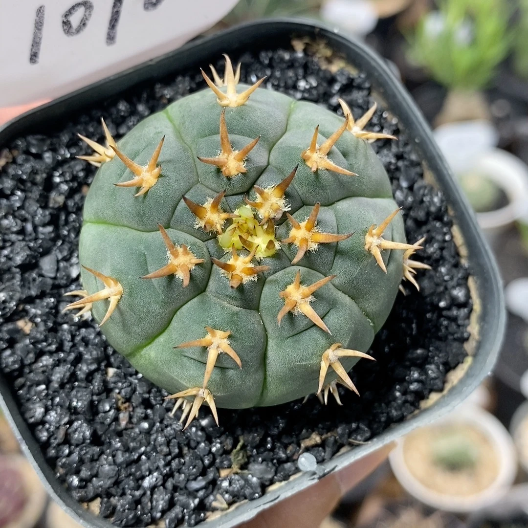 1076号实生猫爪4.5cm