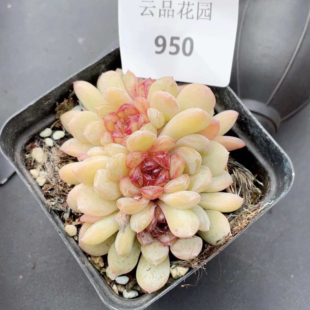 4**3950号糖心冰心珍妮