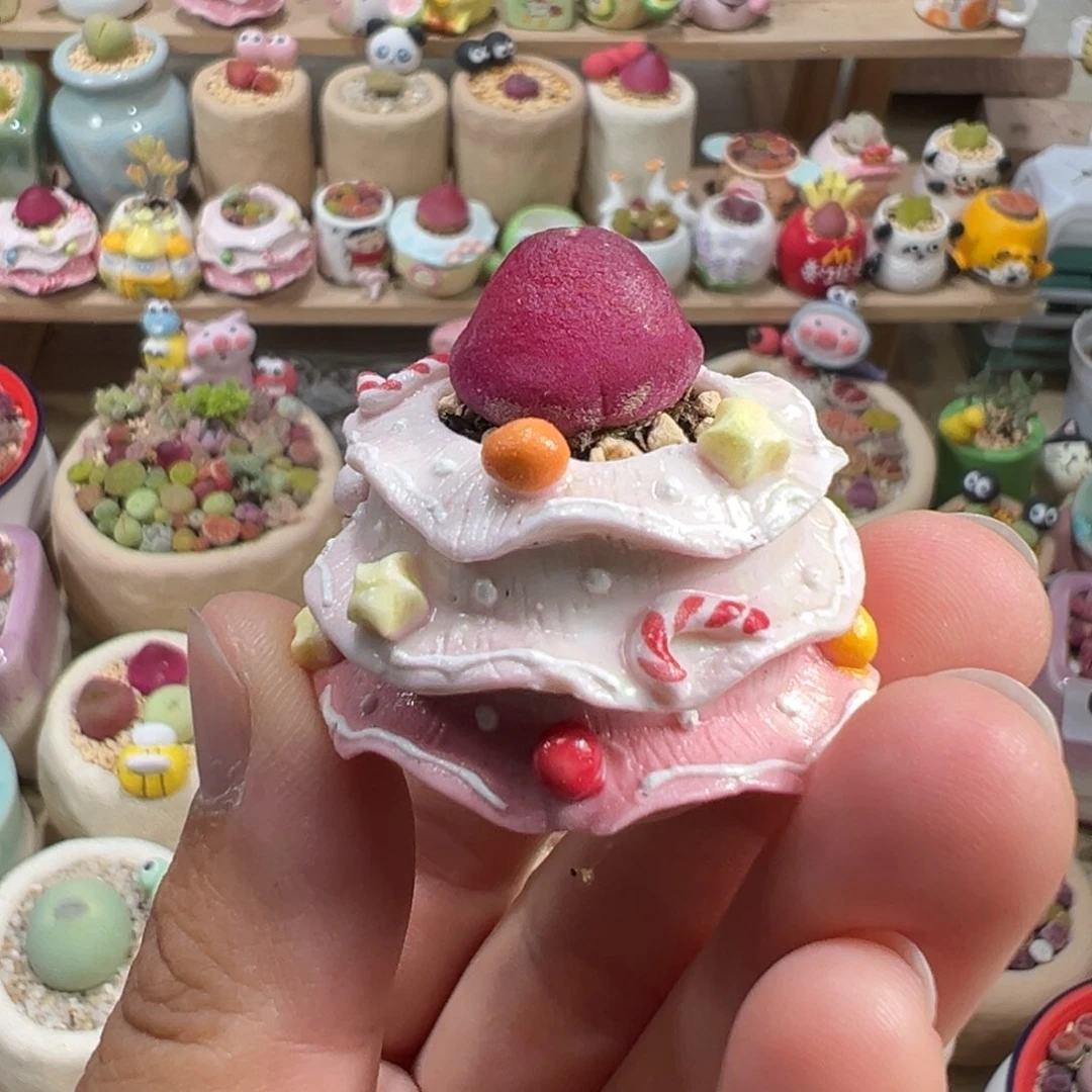 多肉植物43号圣诞树