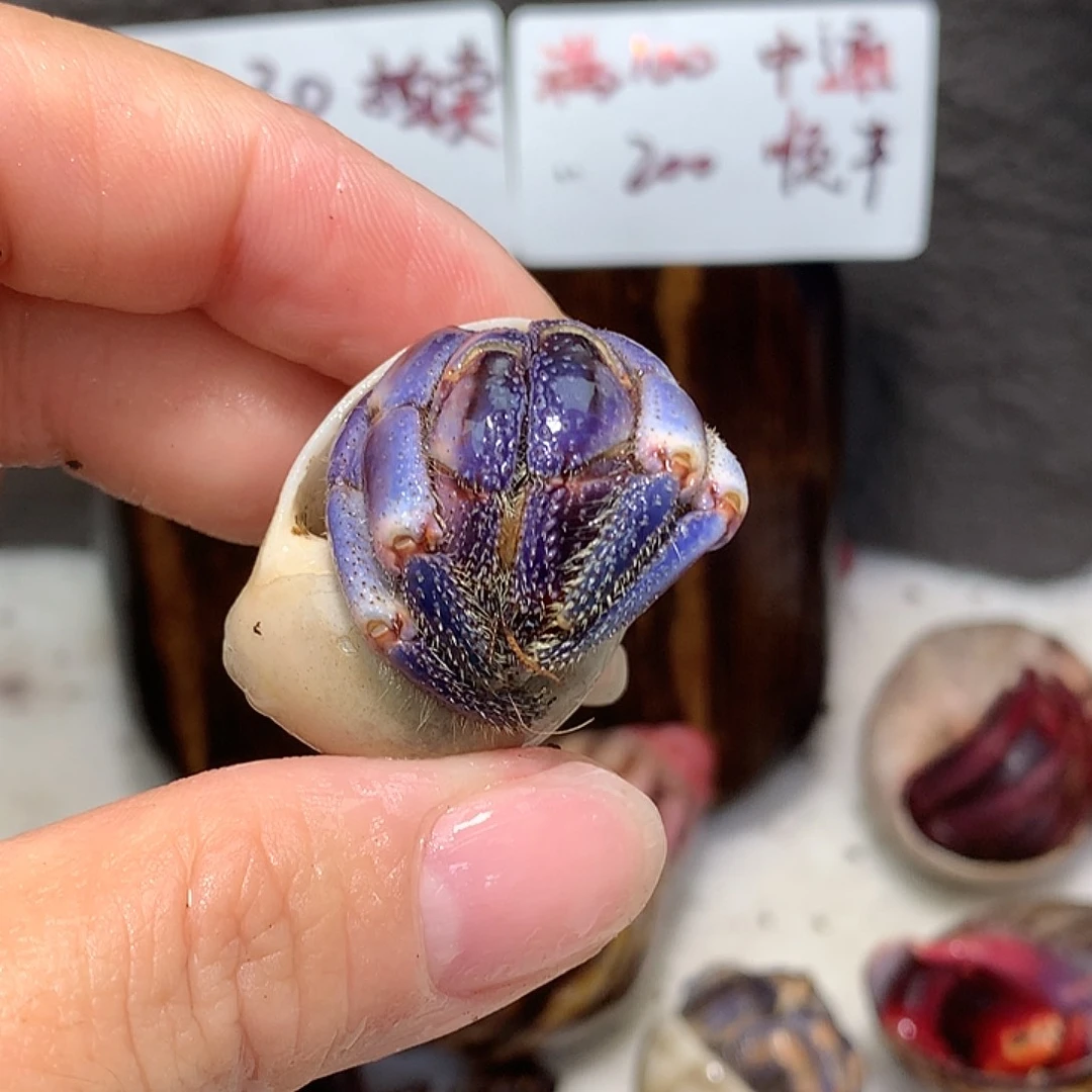 2.3口径奔跑的寄居蟹13号