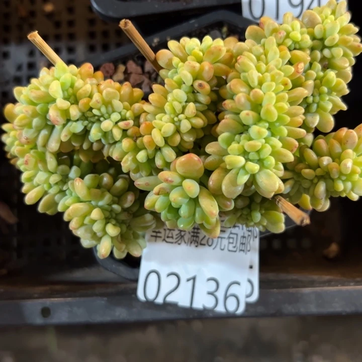 幸运的是我没有遇到过幸运