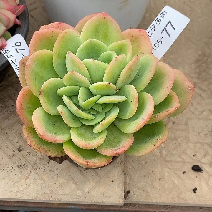 用***3小七夕多肉柠檬茶77