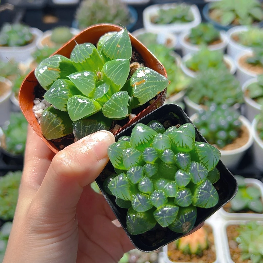 光明寿-糯肌玉露多肉