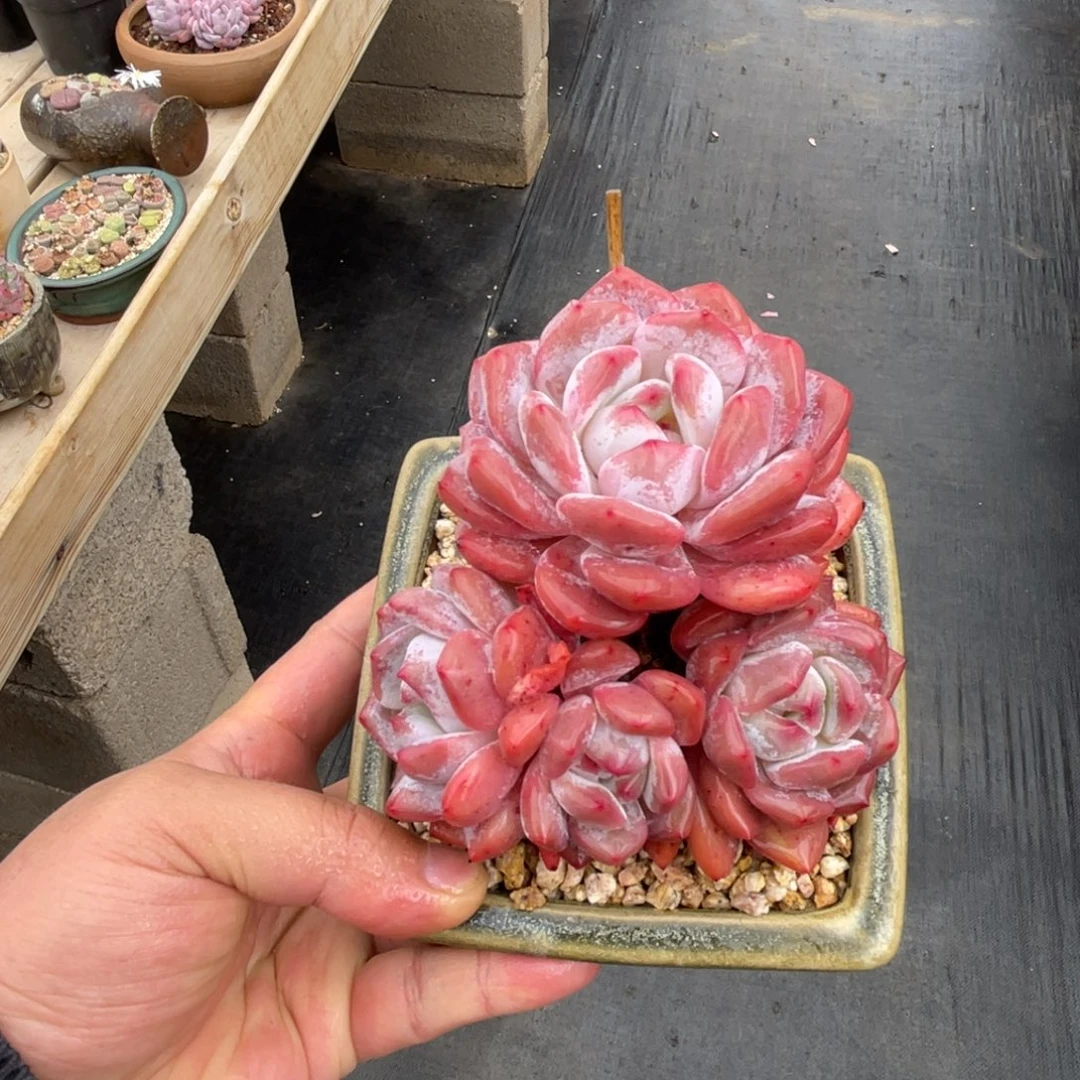 一物一拍不支持退换