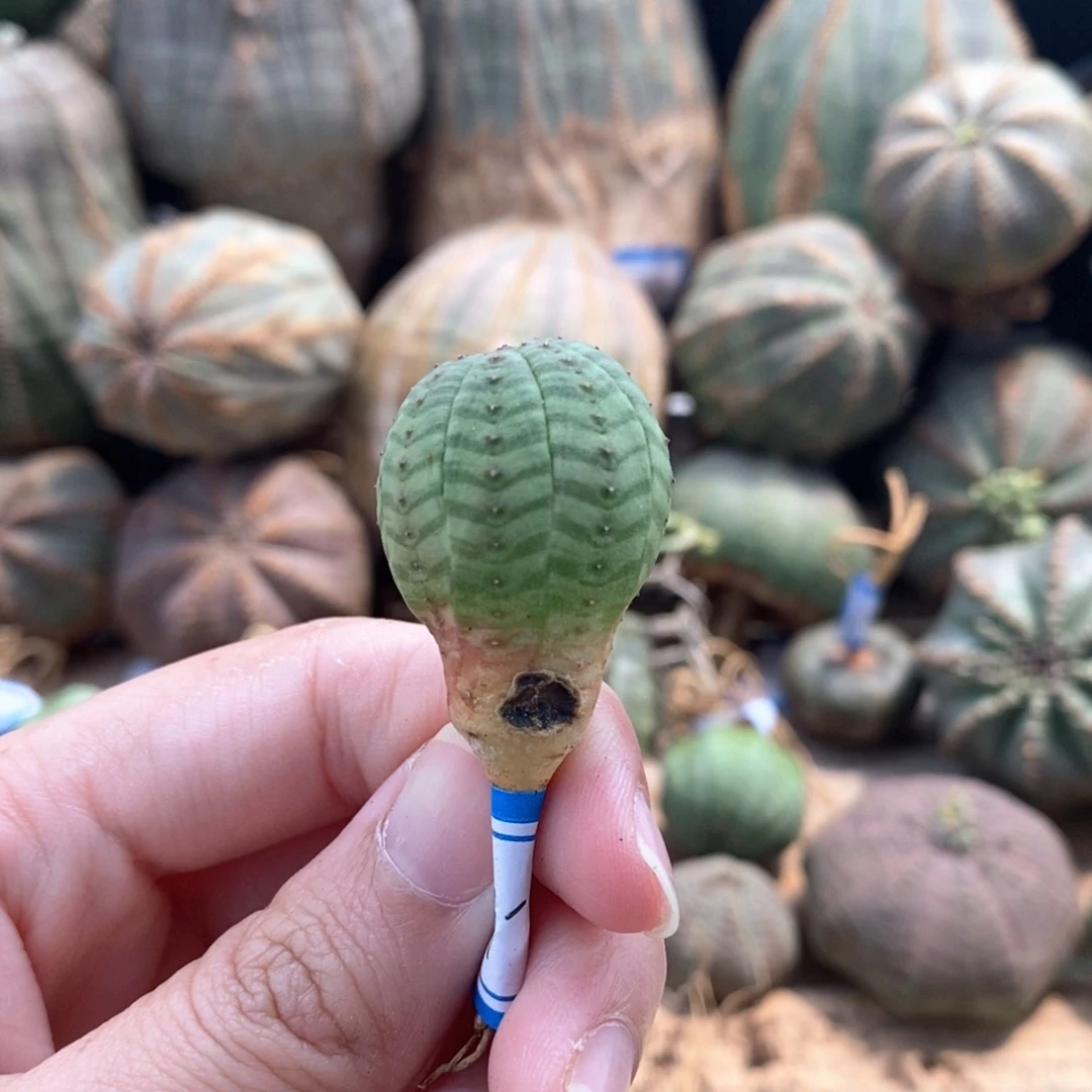 蜜*儿布纹球精品瑕疵福利