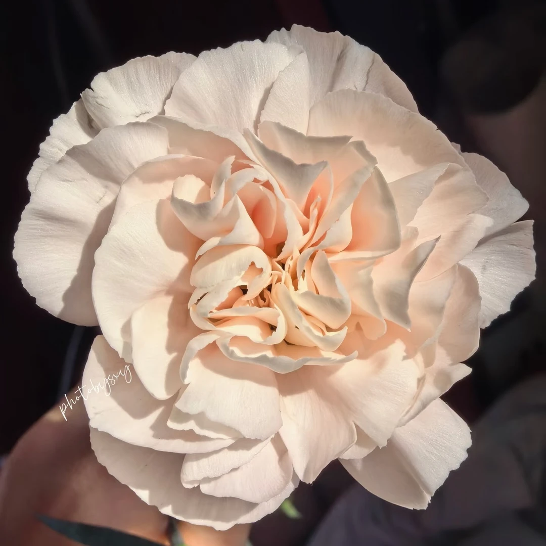 【羽依康乃馨】不包邮 偏远地区有运费 云南鲜花直发