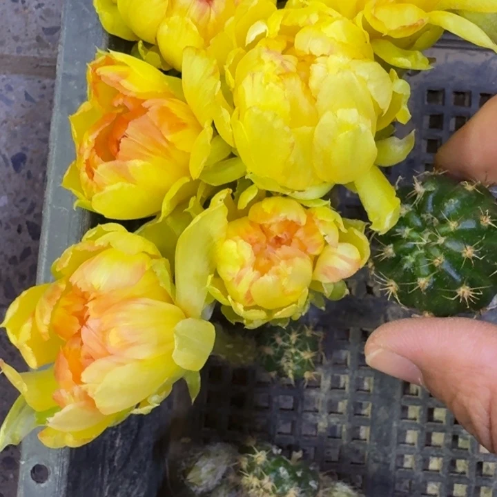 3丽花100歪3公分左右无根侧牙，20包邮